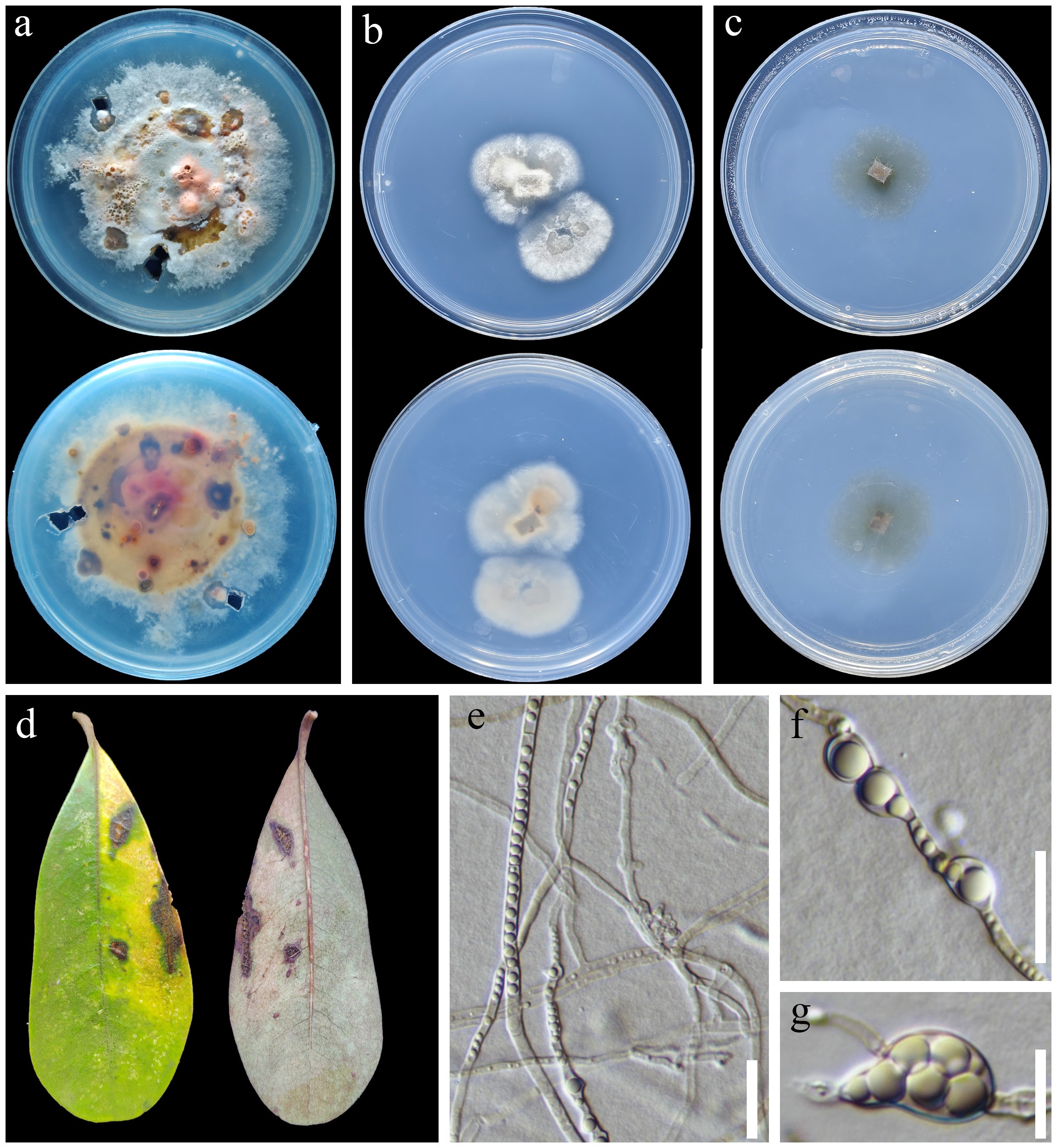Figure 15